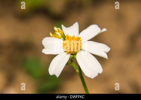 Fleurs daisy macro Banque D'Images