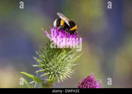 Cerf chamois Bourdon sur Chardon une lance , Royaume-Uni. Juillet Banque D'Images