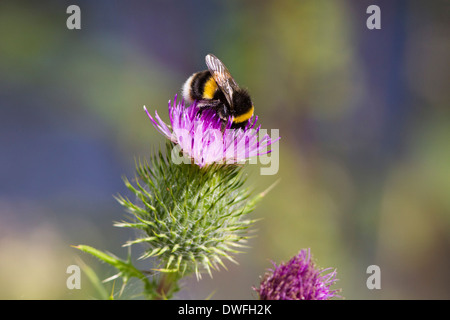 Cerf chamois Bourdon sur Chardon une lance , Royaume-Uni. Juillet Banque D'Images