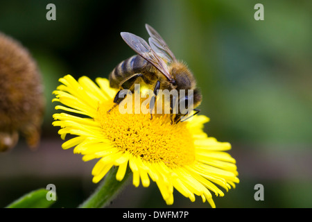 Abeille sur l'Ouest, Royaume-Uni. Vergerette commun Septembre Banque D'Images