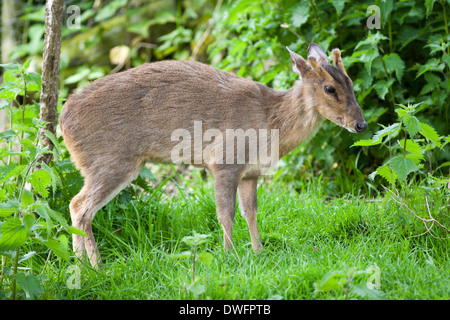 Cerf Muntjac au Royaume-Uni Banque D'Images