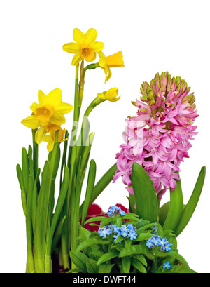 Fleurs de Printemps isolated on white Banque D'Images