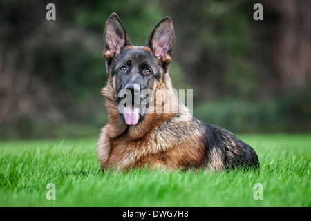 Berger Allemand (Canis lupus familiaris) lying in garden Banque D'Images