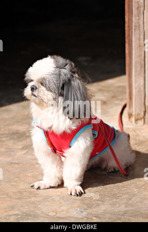 Shih Tzu chiens sont assis à la recherche de quelque chose. Banque D'Images