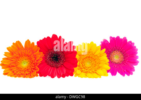 Daisy Gerber isolé sur fond blanc Banque D'Images