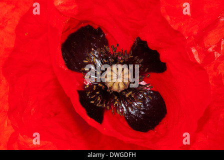 Fleur de pavot close-up Banque D'Images