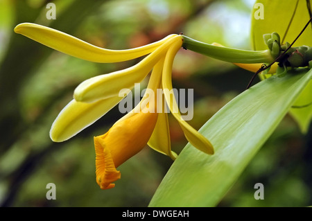 Orchidée Vanille Vanilla planifolia, Banque D'Images