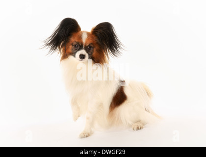 Portrait de chien papillon face à la caméra. Banque D'Images