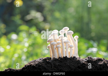 Champignons blancs sur le sol en revigorant l'arrière-cour. Banque D'Images