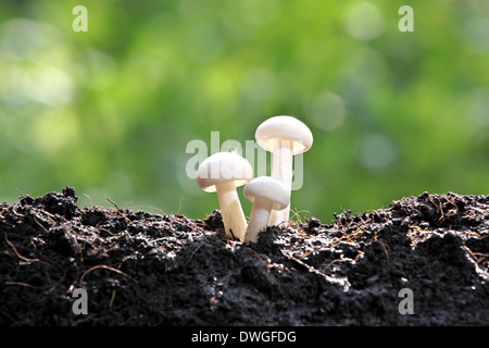 Champignons blancs dans la cour avec la réflexion du soleil sont radiales étoiles brillantes. Banque D'Images