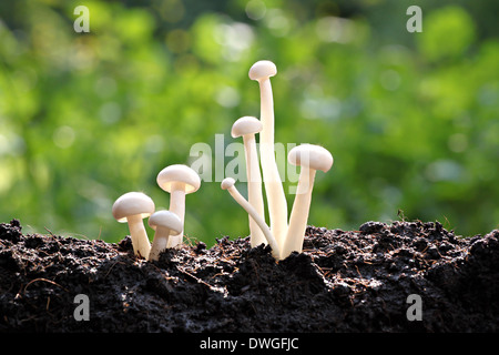 Champignons blancs sur le sol dans la cour. Banque D'Images