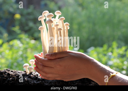 Champignons blancs sur la main dans l'arrière-cour. Banque D'Images