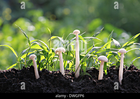 L'herbe et les champignons sur la masse dans l'arrière-cour. Banque D'Images