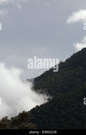 Forêt de nuage primaire. Parques Nacional Chirripó. Cerro Chirripó 3800m. Limon. Sud-ouest. Costa Rica. L'Amérique centrale. Banque D'Images