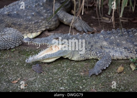 Crocodile (Crocodylus acutus). Les mâchoires ouvertes. Le comportement animal. La thermorégulation. Banque D'Images