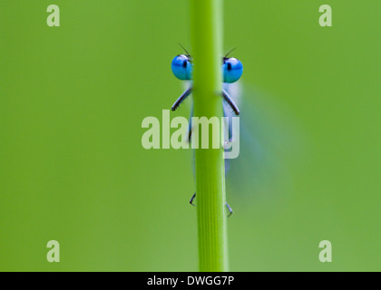 Demoiselle d'Azur (Coenagrion puella) West Sussex, UK. Juin Banque D'Images