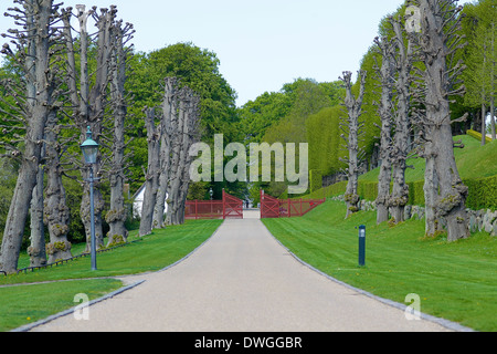 Alley avec de grands arbres sans feuilles de chaque côté. Banque D'Images