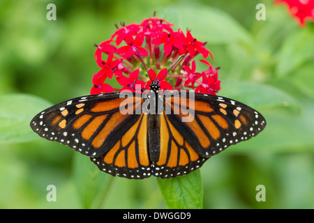 Le monarque (Danaus plexippus) s'alimenter à fleur, en Floride, aux États-Unis. Prisonnier Banque D'Images