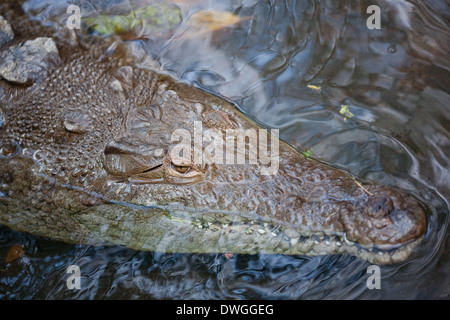 Crocodile (Crocodylus acutus). La tête. Vue dorsale. Banque D'Images