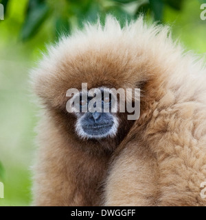 LAR ou blanc-REMIS GIBBON (Hylobates lar) Originaire d'Indonésie, Laos, Malaisie, Myanmar et Thaïlande. Prisonnier Banque D'Images