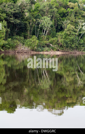 La forêt d'Iwokrama. Réflexions de la forêt. Atta. La Guyana. L'Amérique du Sud. Banque D'Images