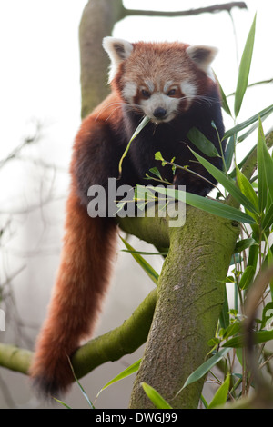 Red, ou petit panda (Ailurus fulgens). Manger le feuillage du bambou. Banque D'Images