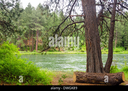 Vue de la rivière Deschutes dans l'Oregon central encadré par un gros pin Banque D'Images