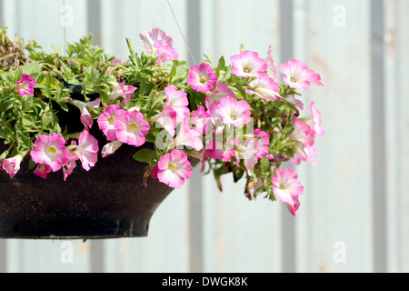 Fleurs roses en jardinière sur la pendaison. Banque D'Images