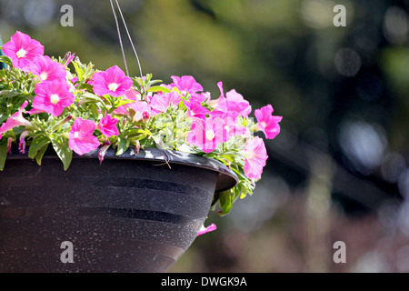 Fleurs roses en jardinière sur la pendaison. Banque D'Images