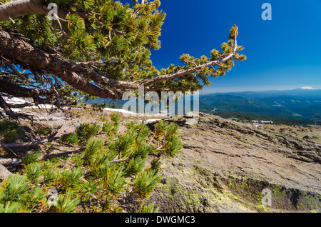 Vent faible du pin et battues sur le mont Jefferson vu de Mount Hood Banque D'Images