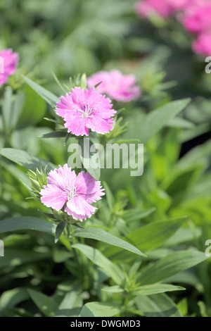 Clair Rose Dianthus Dianthus espèce de fleur est native. Banque D'Images