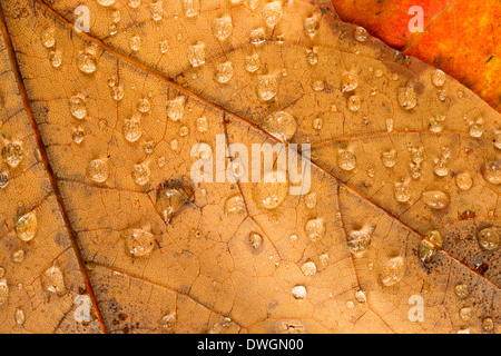 Les feuilles d'automne sur le sol couvert de rosée du matin Banque D'Images