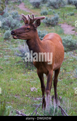 Un jeune mâle rss près de Madison dans le Parc National de Yellowstone, Wyoming. Banque D'Images