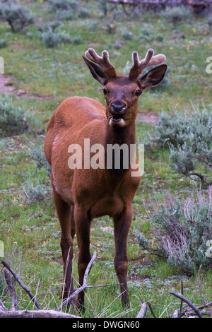 Un jeune mâle rss près de Madison dans le Parc National de Yellowstone, Wyoming. Banque D'Images