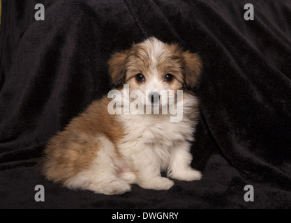 Cute tan et blanc Coton de Tuléar puppy sitting sur fond noir Banque D'Images