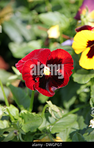 Pansy rouge ou viola fleurs dans le jardin. Banque D'Images