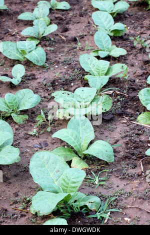 Des semis de légumes Chou échoué dans le jardinage. Banque D'Images