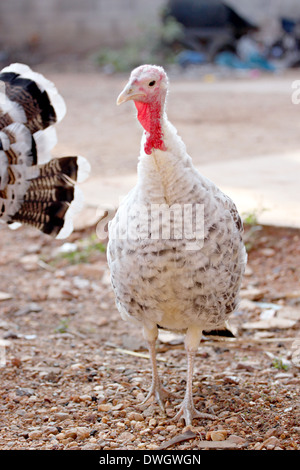 La Turquie à pied de poule à la recherche de nourriture. Banque D'Images