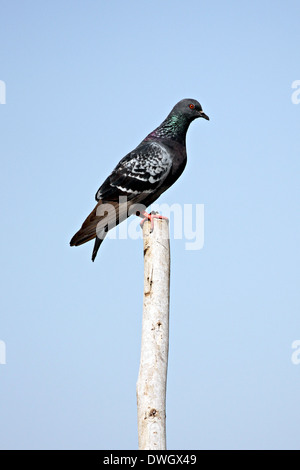 Les pigeons perché au sommet de poteaux en bois. Banque D'Images