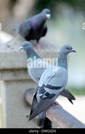 Les pigeons perchés sur un mur. Banque D'Images