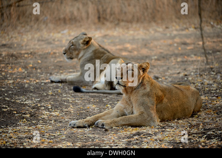 Une paire de jeunes oursons s'asseoir, après la consommation de l'eau, l'Asiatic Lions, Gujarat, Sasan, RIF, forêt Banque D'Images