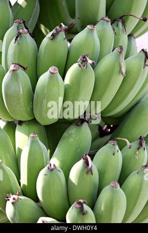 Bananes cultivées sur l'arbre dans le jardin de fruits. Banque D'Images