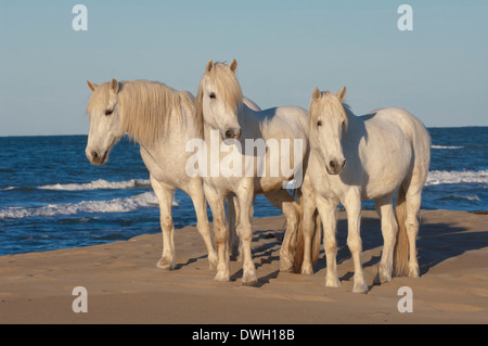 Cheval de Camargue Banque D'Images