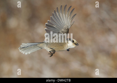 Mésangeai Perisoreus canadensis en vol à la halte le long de la Dalton Highway, en Alaska, en octobre. Banque D'Images