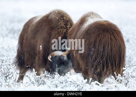 Bœufs musqués Ovibus moschatus les hommes de tête à tête près de Prudhoe Bay, en Alaska, en octobre. Banque D'Images