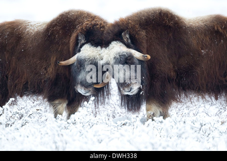 Bœufs musqués Ovibus moschatus les hommes de tête à tête près de Prudhoe Bay, en Alaska, en octobre. Banque D'Images