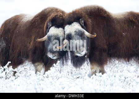 Bœufs musqués Ovibus moschatus les hommes de tête à tête près de Prudhoe Bay, en Alaska, en octobre. Banque D'Images