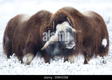 Bœufs musqués Ovibus moschatus les hommes de tête à tête près de Prudhoe Bay, en Alaska, en octobre. Banque D'Images