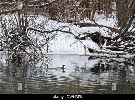 Harle huppé mâle, rouge sur la rivière d'hiver. Banque D'Images