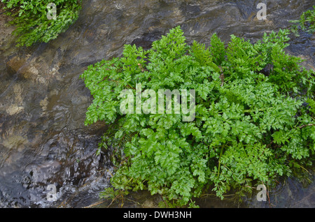 L'eau de la pruche Oenanthe crocata Filipendule vulgaire / Route. L'un des la plupart des plantes vénéneuses du Royaume-Uni. Banque D'Images